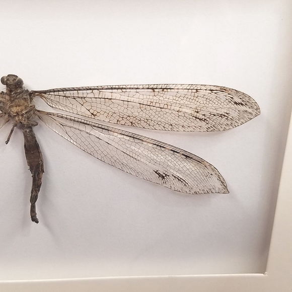 Framed Specimen- Antlion Adult - Picture 4 of 8
